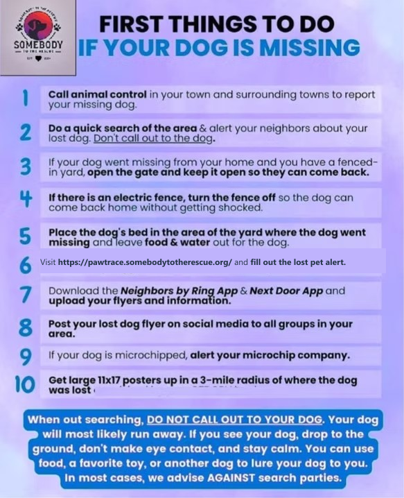 Your Dog Is Missing — What to Do First