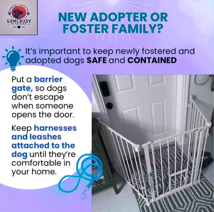 Keeping a Newly Adopted or Foster Dog Safe