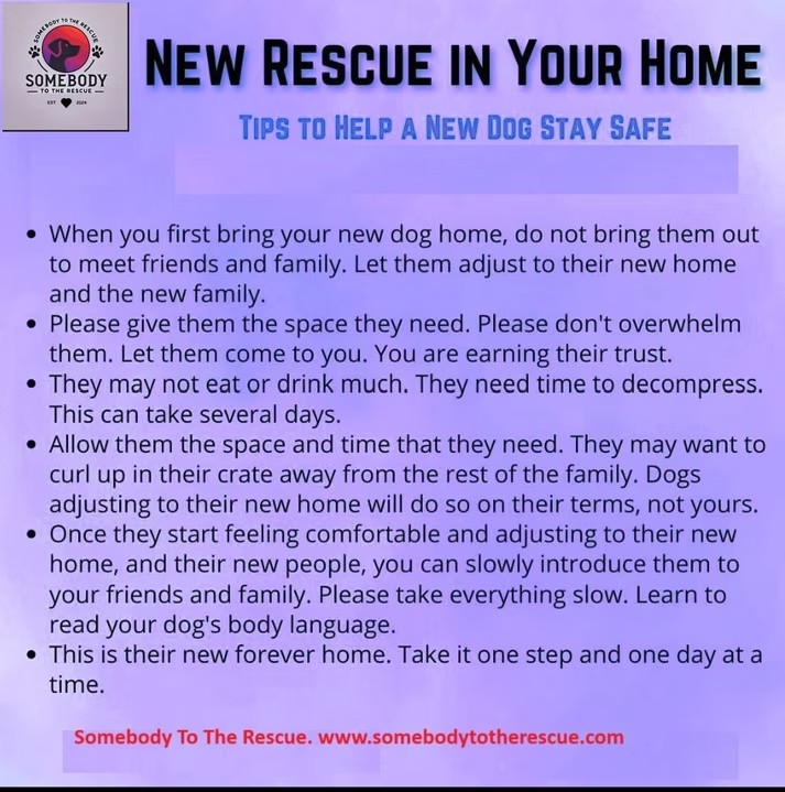 Bringing a New Rescue Dog Home