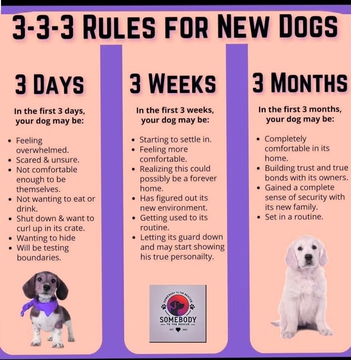 The 3-3-3 Guideline for New Dogs